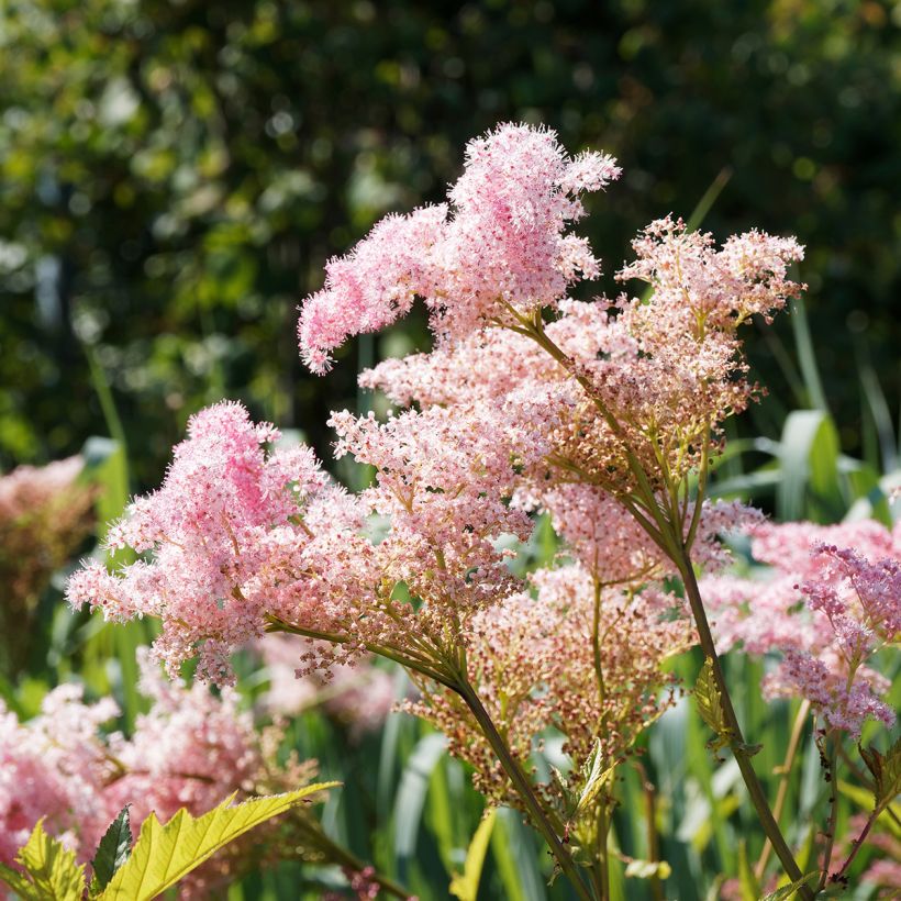 Filipendula rubra Venusta - Reine des prés (Floraison)