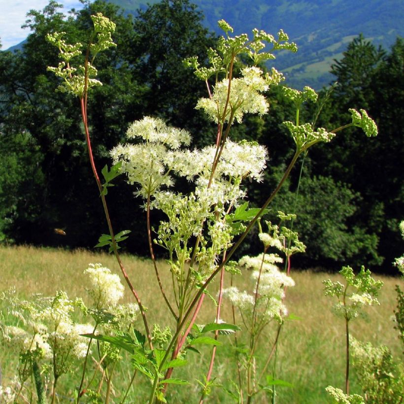 Filipendula ulmaria - Reine des prés (Plant habit)
