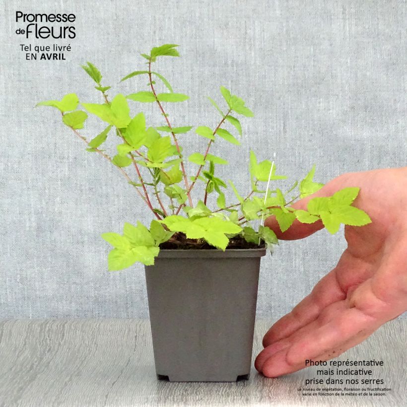 Example of Filipendula ulmaria Aurea - Reine des prés Godet de 8/9 cm as you get in printemps