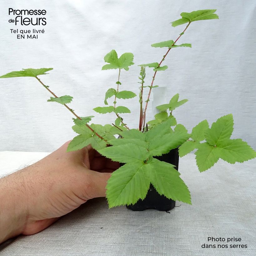 Spécimen de Filipendula ulmaria Plena - Reine des prés Godet de 8/9 cm tel que livré au printemps