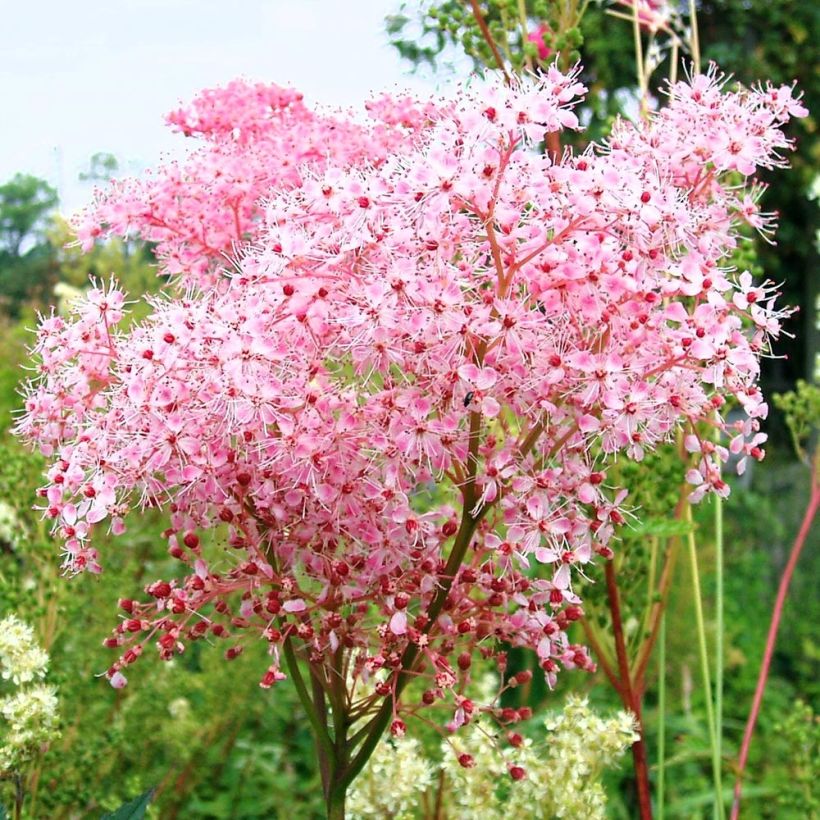 Filipendula ulmaria Rosea - Reine des prés (Floraison)