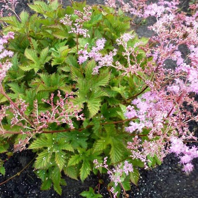 Filipendula ulmaria Rosea - Reine des prés (Port)