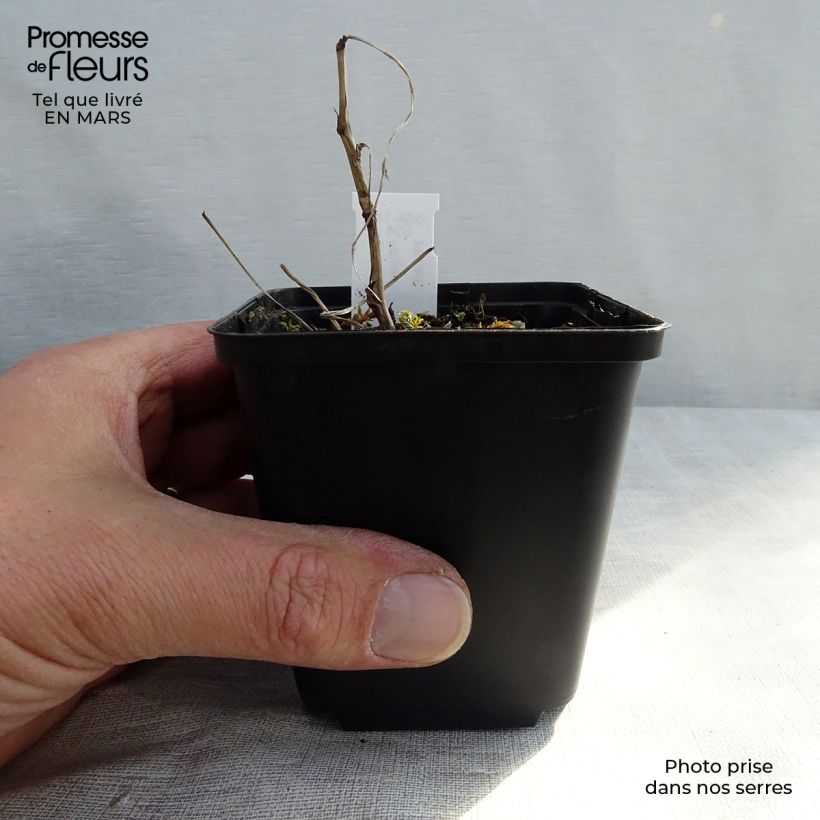 Spécimen de Filipendula ulmaria Variegata - Reine des prés Godet de 8/9 cm tel que livré au printemps