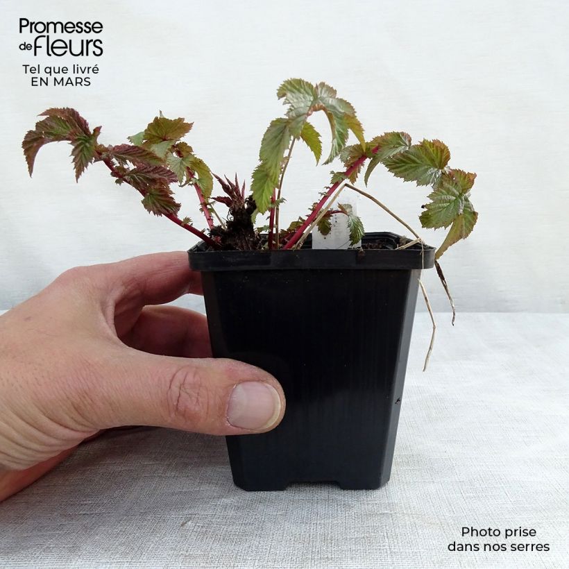 Spécimen de Filipendula vulgaris - Filipendule commune Godet de 8/9 cm tel que livré au printemps