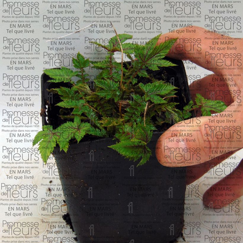 Exemple de spécimen de Filipendule hybride Red Umbrellas Godet de 8/9 cm tel que livré