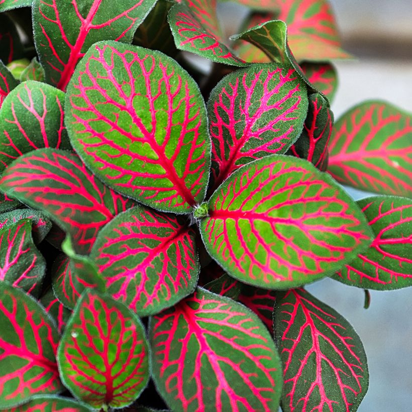 Fittonia Joly Josan Red (Foliage)