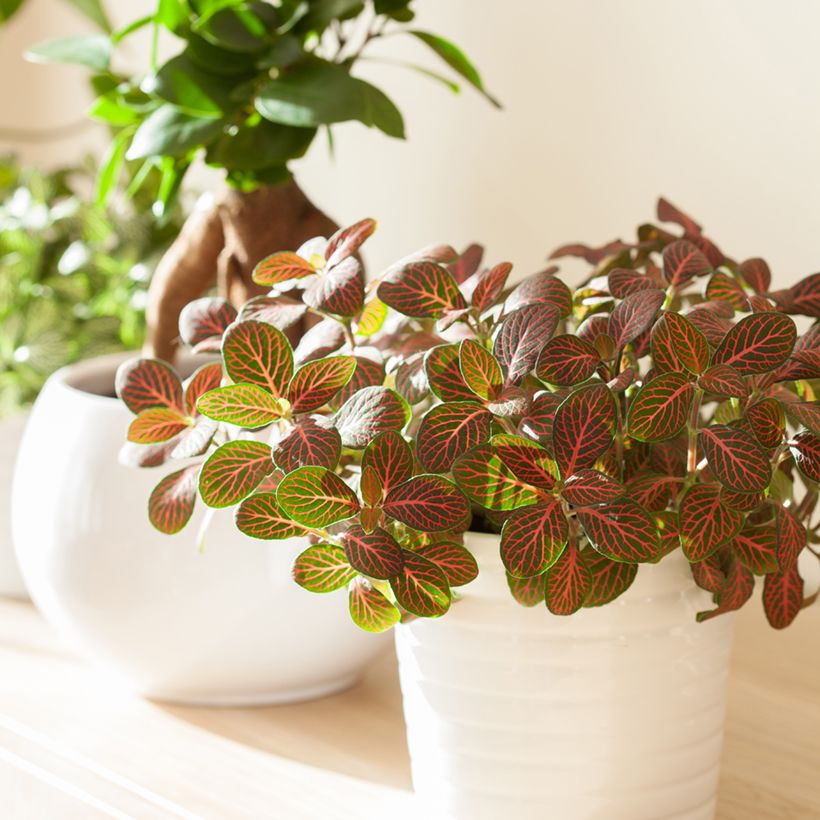 Fittonia Joly Josan Red (Plant habit)