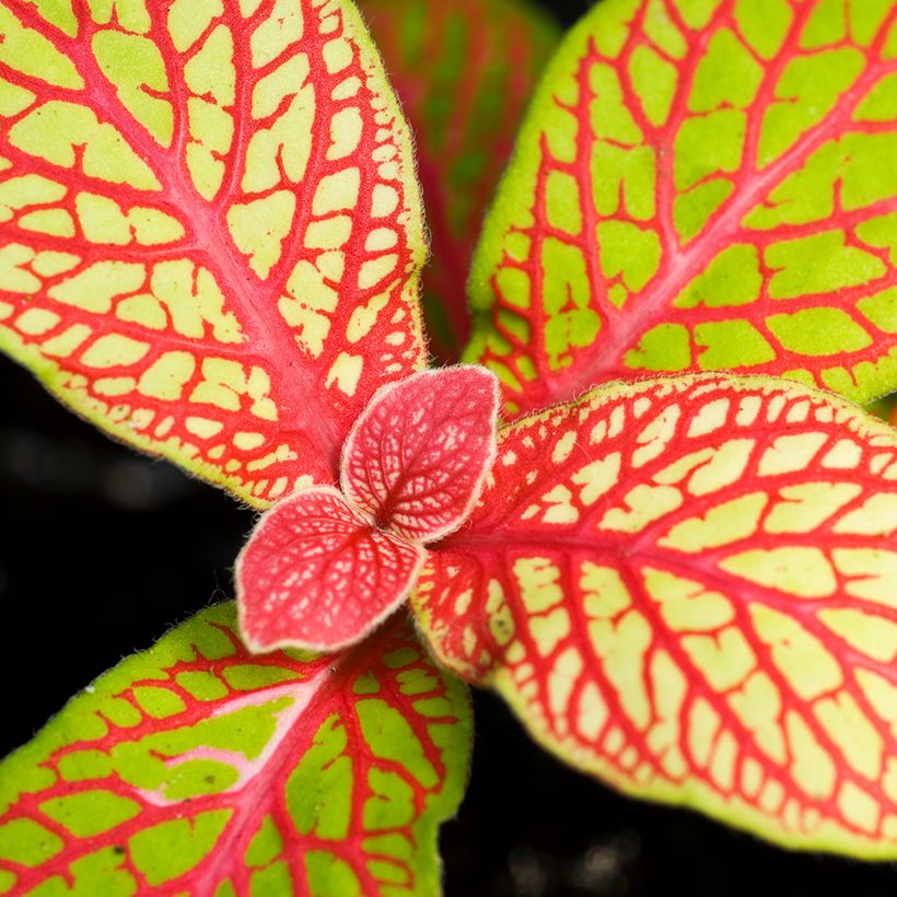 Fittonia Skeleton (Foliage)