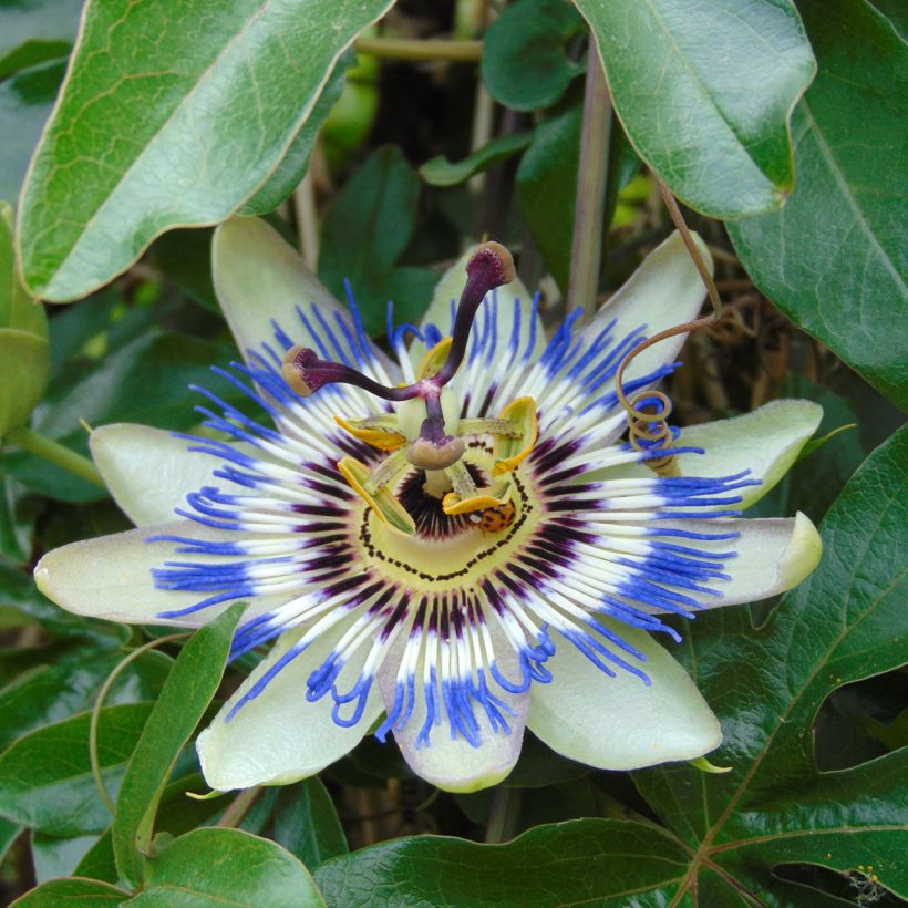 Graines de Fleur de la Passion bleue - Passiflora caerulea (Flowering)