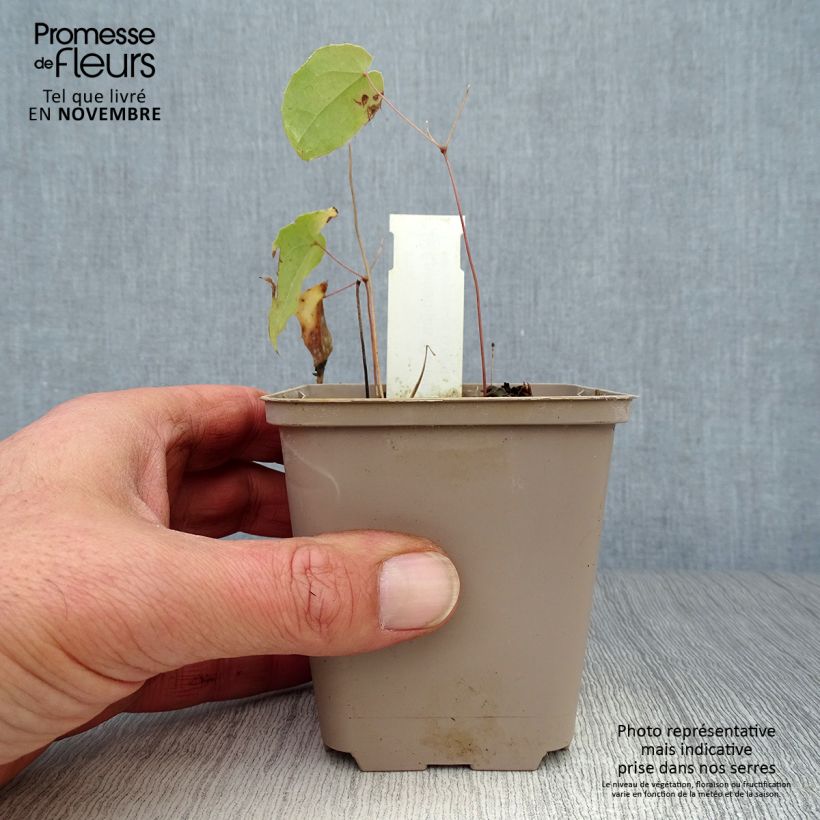 Spécimen de Fleur des Elfes - Epimedium Domino Godet de 8/9 cm tel que livré en automne