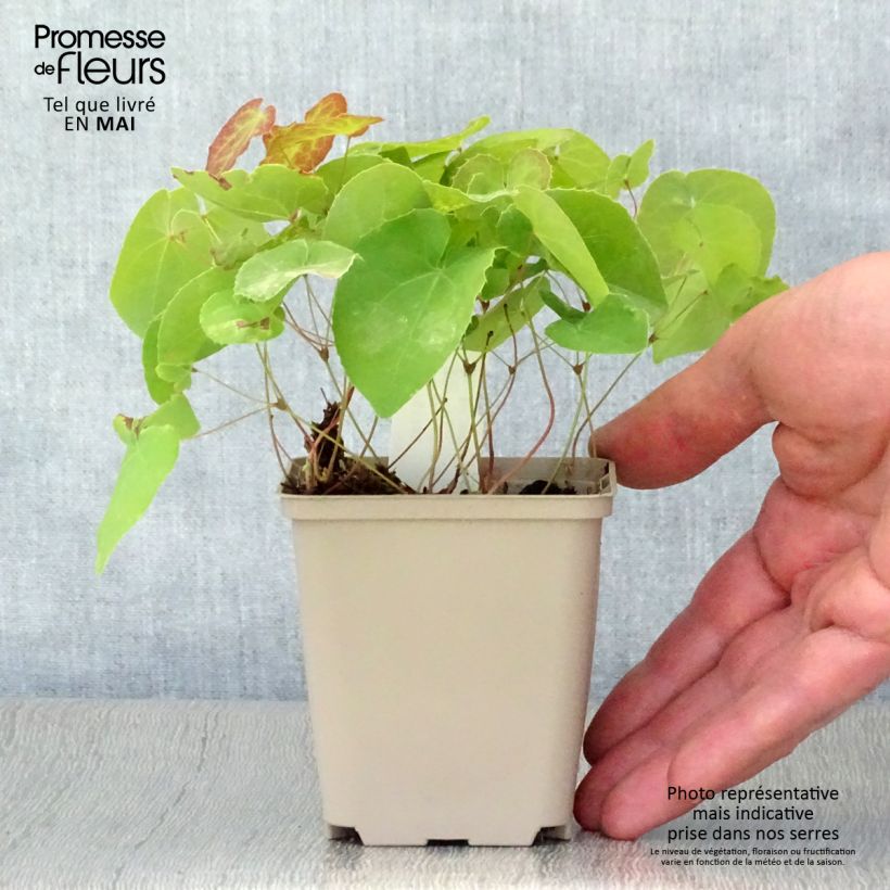 Spécimen de Fleur des Elfes - Epimedium pinnatum ssp colchicum Godet de 8/9 cm tel que livré au printemps