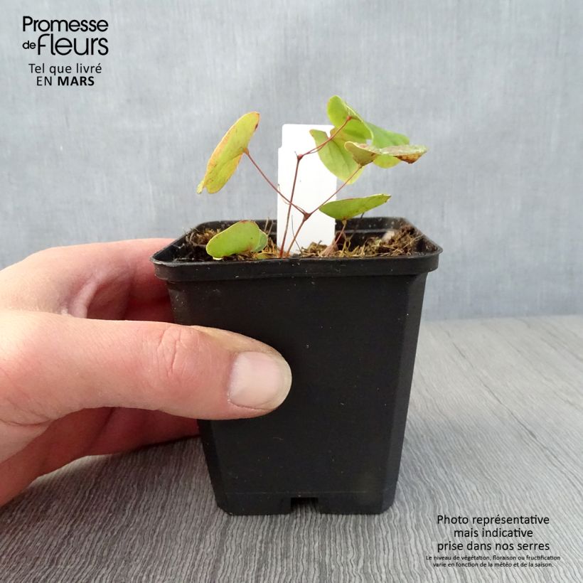 Spécimen de Fleur des Elfes - Epimedium pubigerum Godet de 8/9 cm tel que livré au printemps