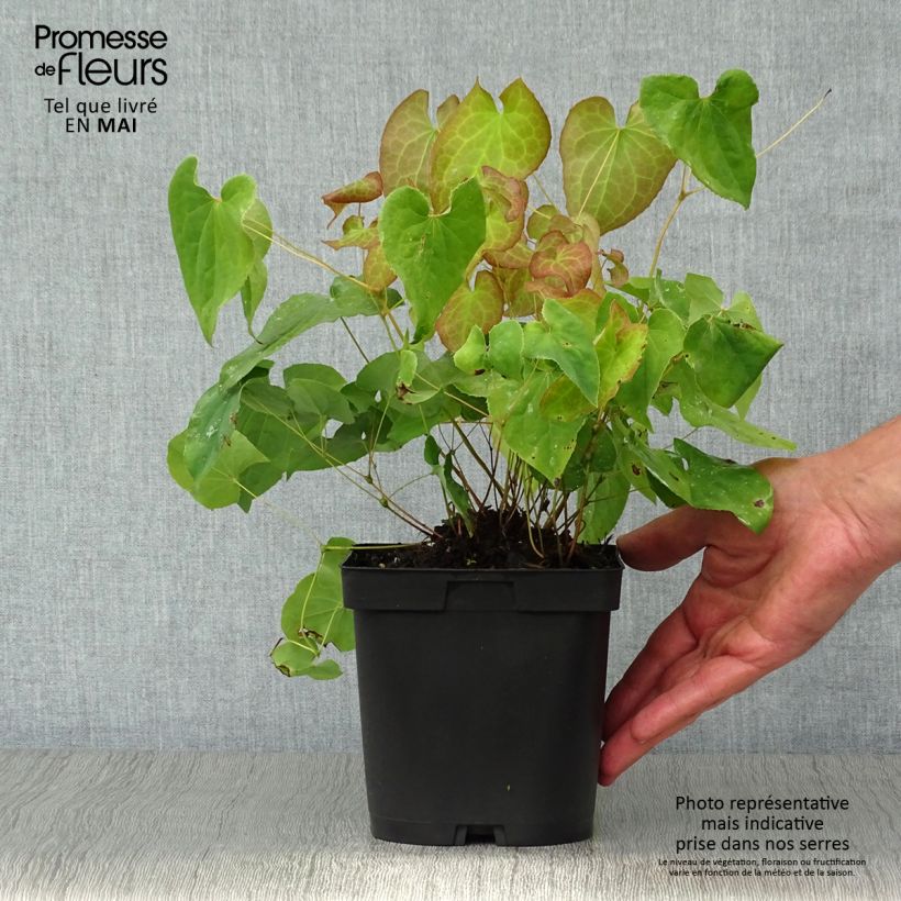 Spécimen de Fleur des Elfes - Epimedium  pubigerum Orangekönigin Pot de 2L/3L tel que livré au printemps