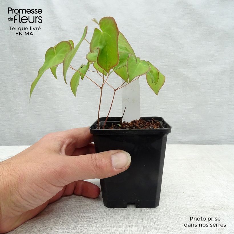 Spécimen de Fleur des Elfes - Epimedium  x versicolor Cupreum Godet de 8/9 cm tel que livré au printemps