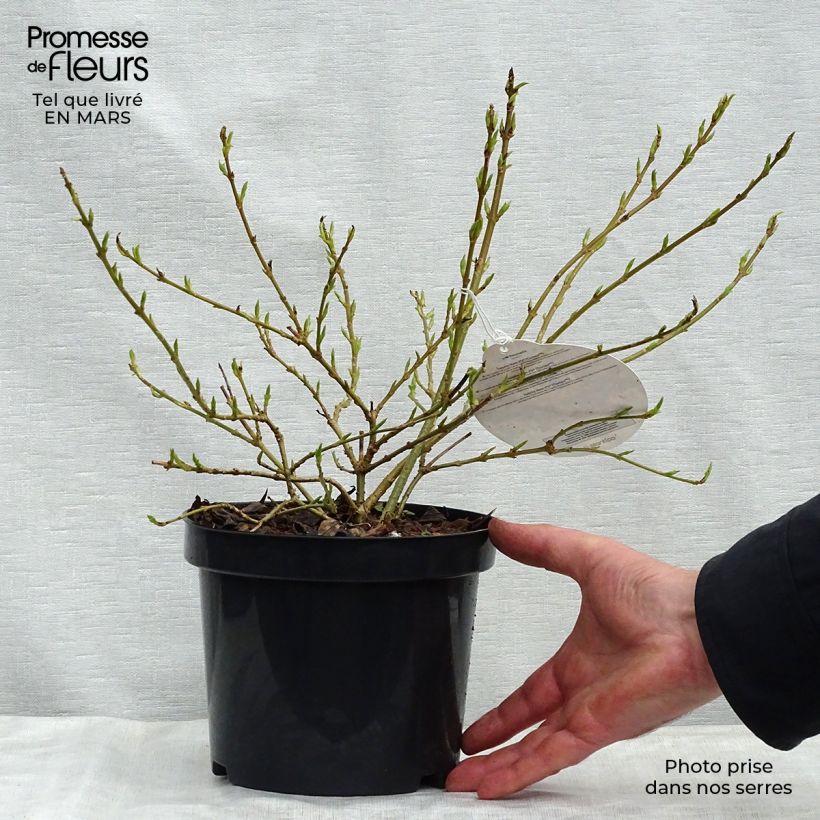 Spécimen de Forsythia Marée d'Or - Mimosa de Paris Pot de 3L/4L tel que livré au printemps