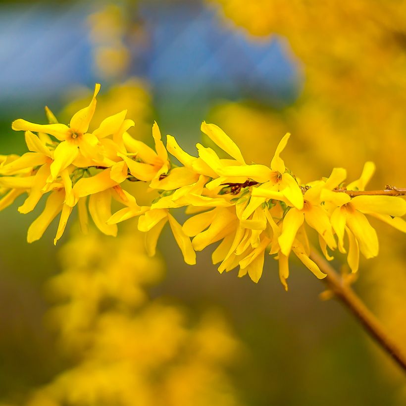 Forsythia Marée d'Or - Mimosa de Paris (Floraison)