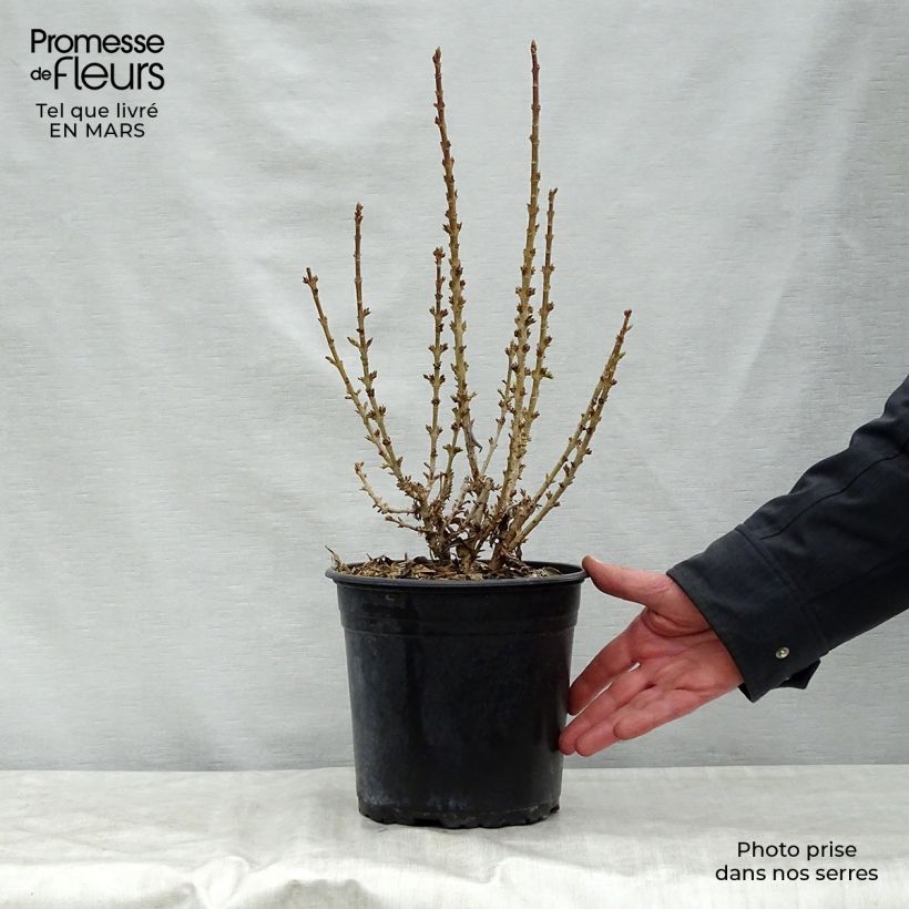 Spécimen de Forsythia Nimbus - Mimosa de Paris nain Pot de 3L/4L tel que livré au printemps