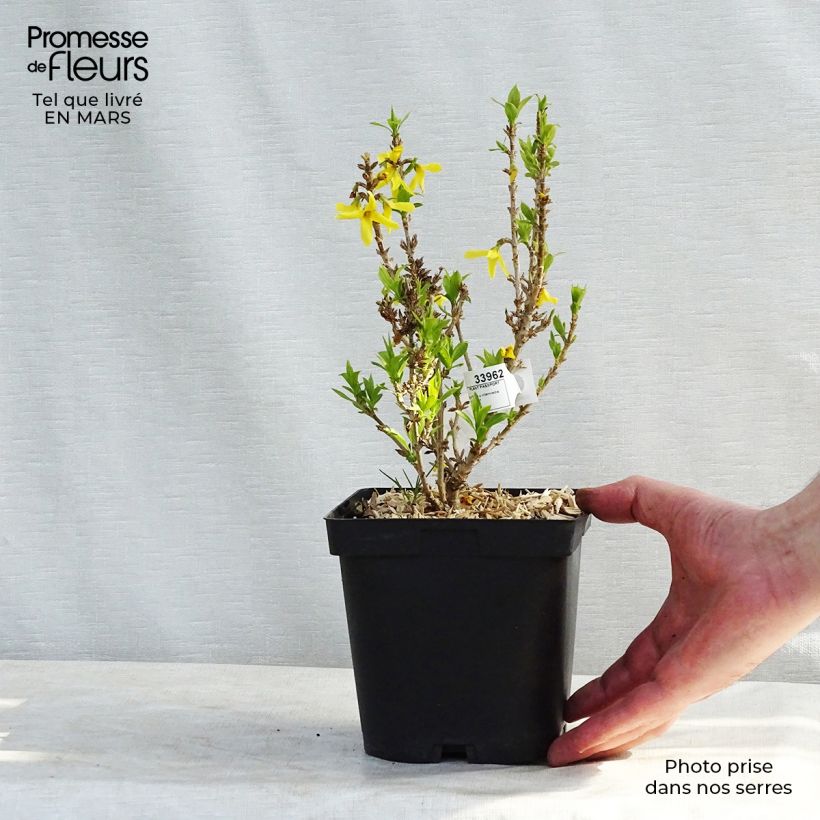 Spécimen de Forsythia Nimbus - Mimosa de Paris nain Pot de 2L/3L tel que livré en hiver