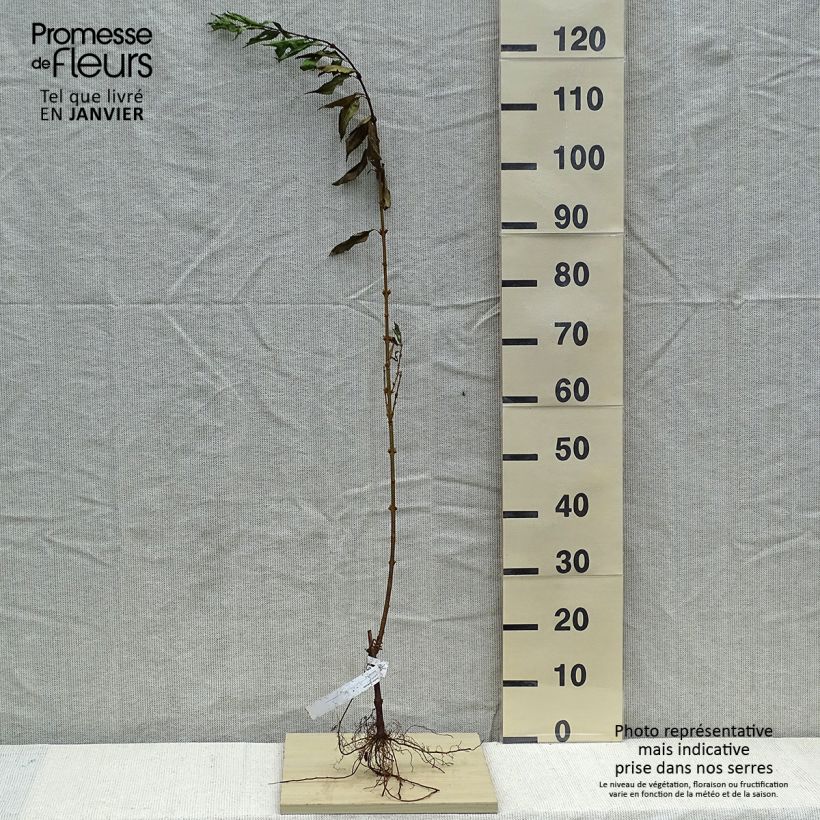 Spécimen de Forsythia intermedia Racines nues tel que livré en hiver