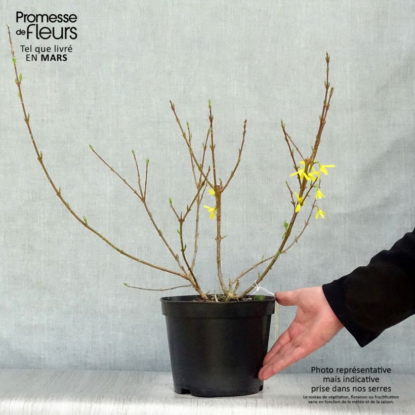 Spécimen de Forsythia intermedia Spectabilis - Mimosa de Paris Pot de 2L/3L tel que livré au printemps