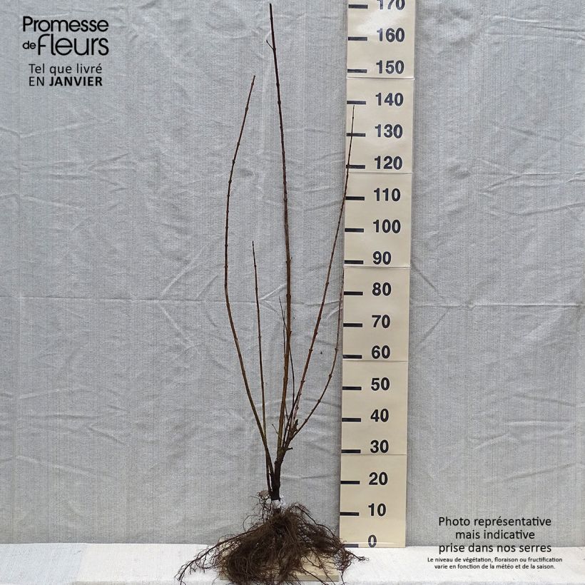 Spécimen de Forsythia intermedia Spectabilis - Mimosa de Paris Racines nues tel que livré en hiver