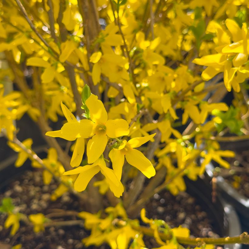 Forsythia intermedia Week-end - Mimosa de Paris (Floraison)
