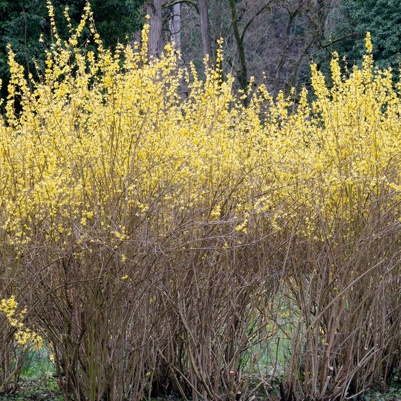 Forsythia x intermedia Lynwood - Mimosa de Paris (Port)