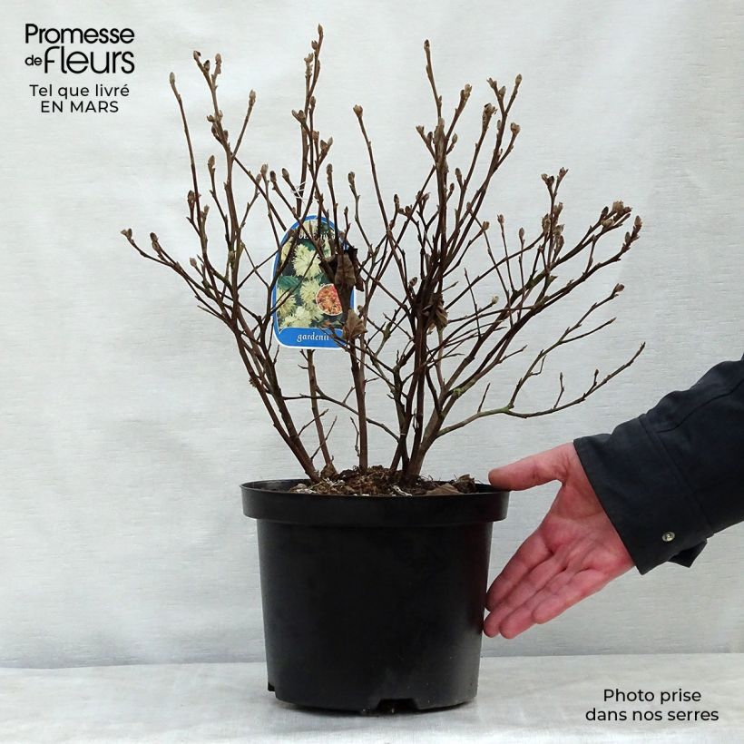 Spécimen de Fothergilla gardenii Pot de 3L/4L tel que livré au printemps