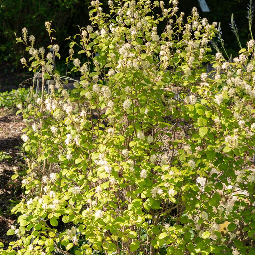 Fothergilla gardenii (Port)