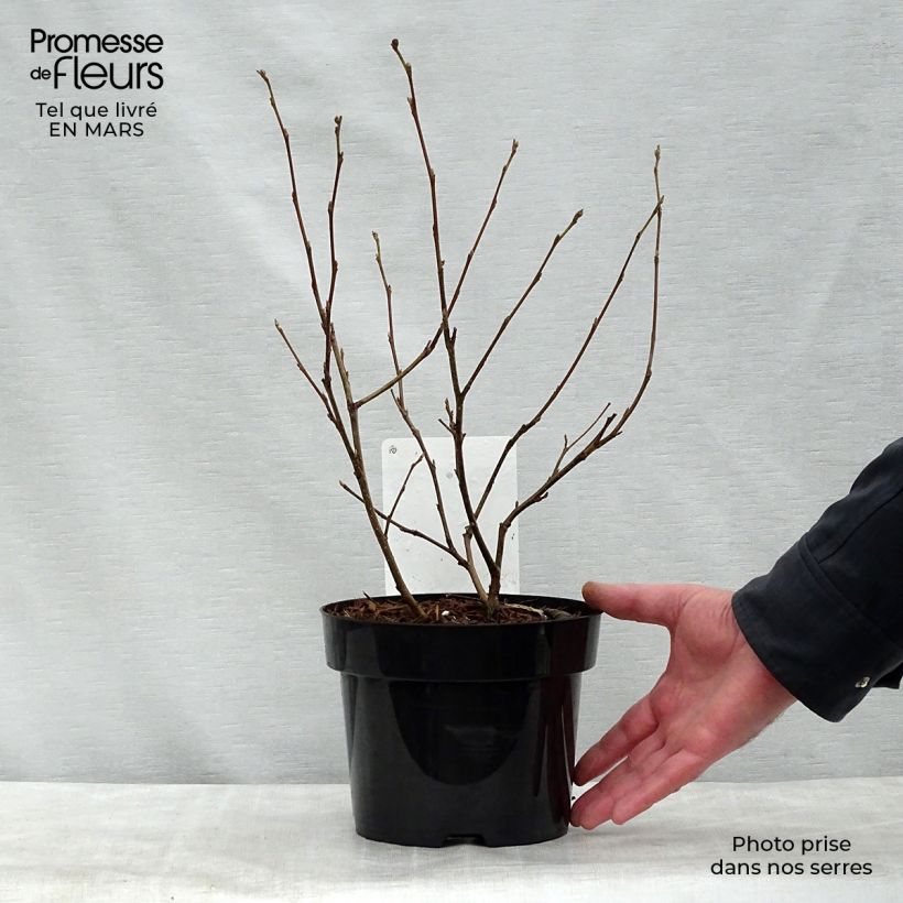 Spécimen de Fothergilla major - Grand Fothergilla Pot de 3L/4L tel que livré au printemps