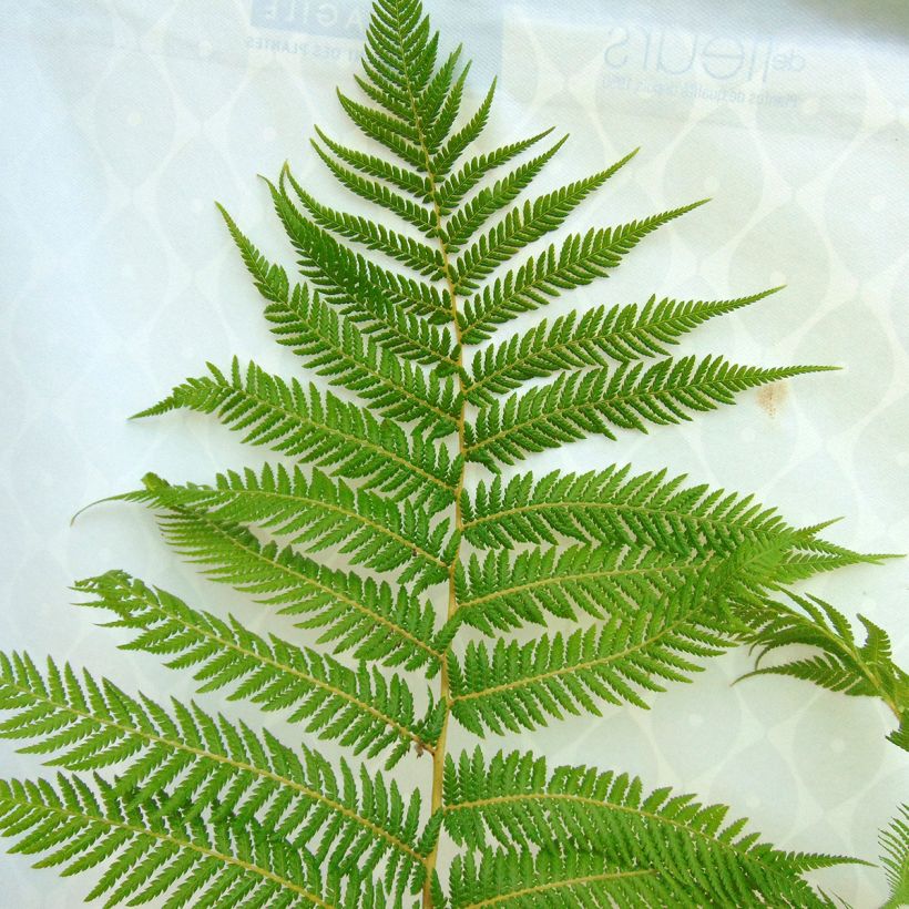 Fougère arborescente - Dicksonia antarctica (Foliage)
