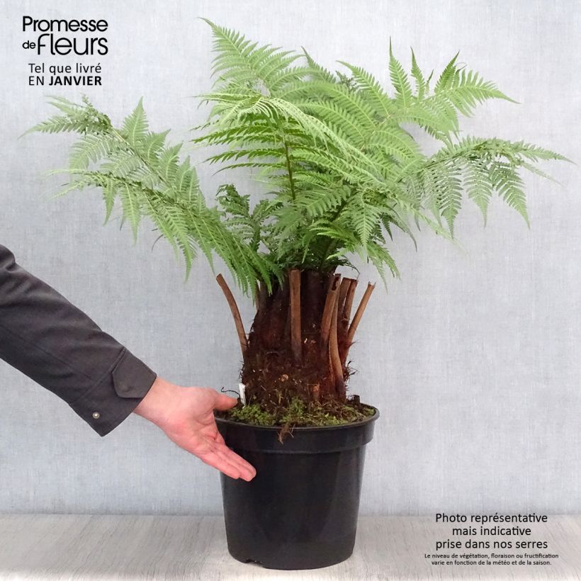 Example of Fougère arborescente - Dicksonia antarctica Pot de 4L/5L, Haute-Tige, Hauteur de tronc (stipe) 20/30cm as you get in printemps