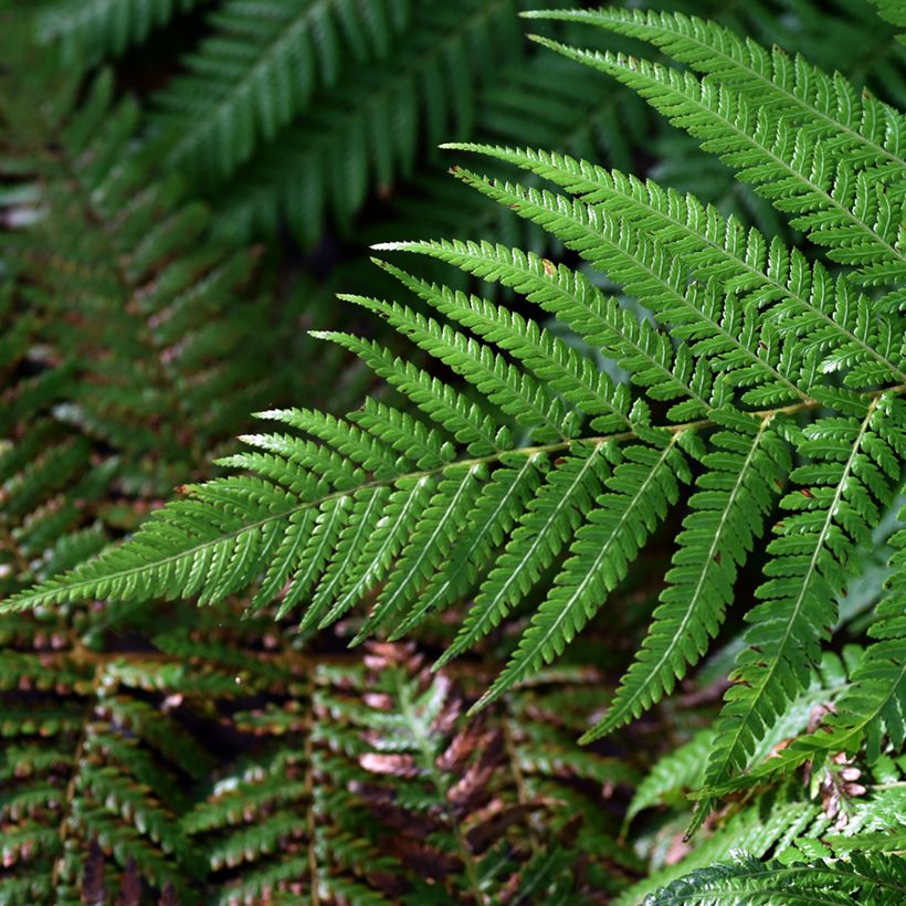 Fougère arborescente - Dicksonia fibrosa (Foliage)