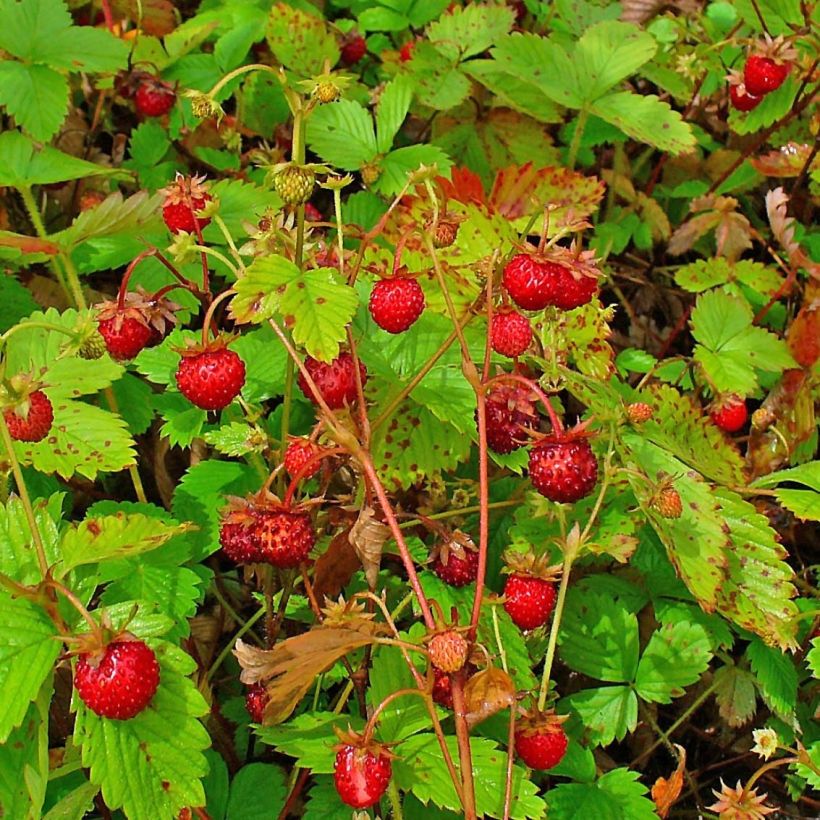 Fragaria vesca - fraisier des bois (Harvest)
