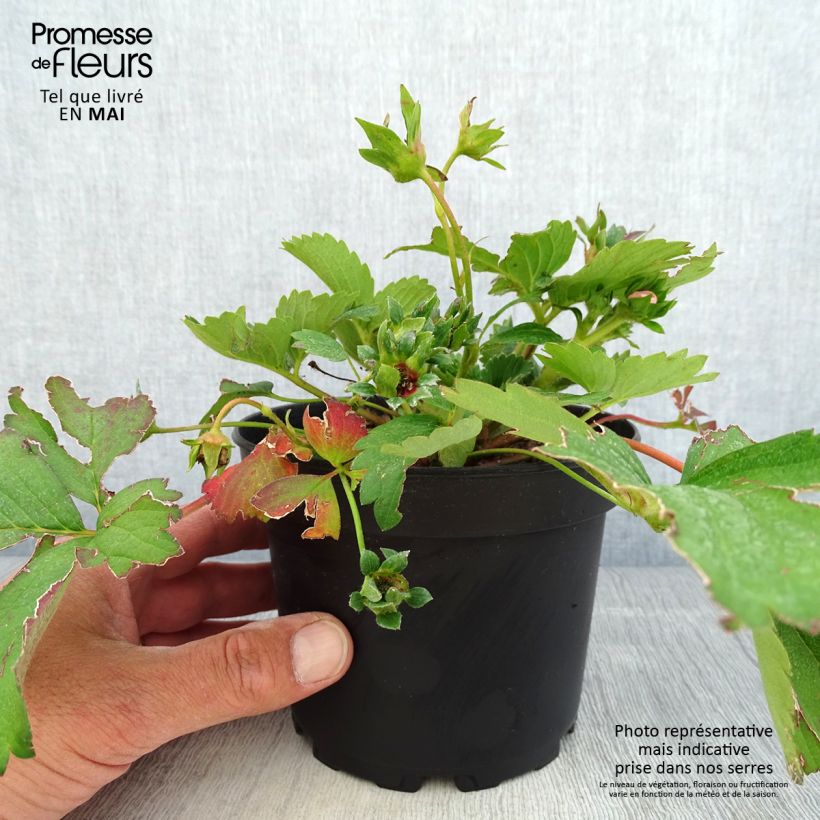 Example of Fragaria Pink Marathon (remontant) - Fraise des bois Pot de 1,5L/2L as you get in printemps