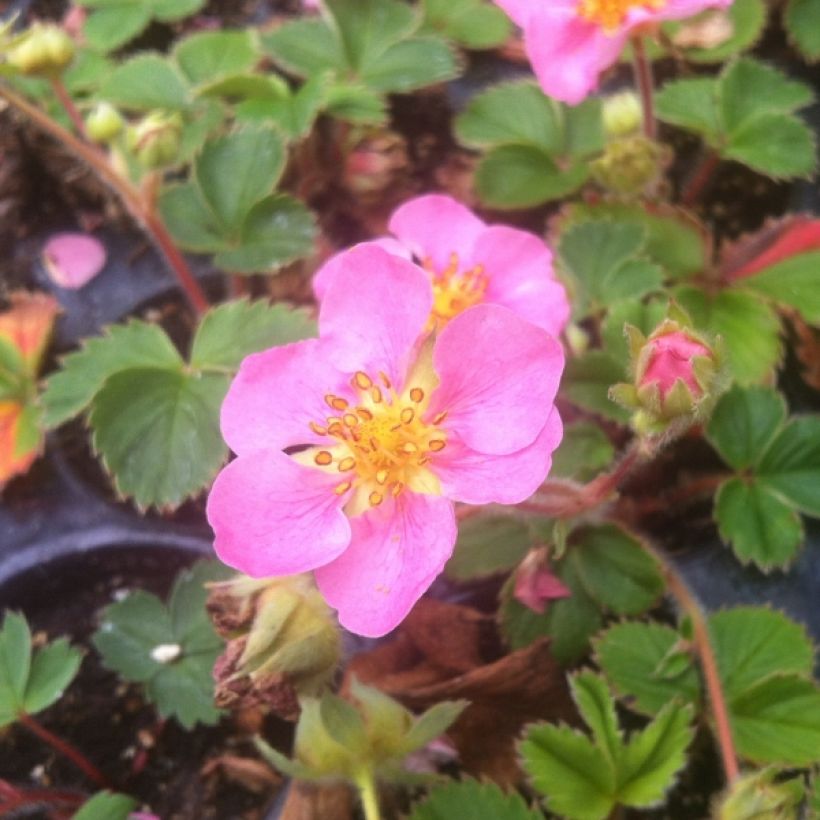 Fraisier rose - Fragaria Pink Panda (Port)