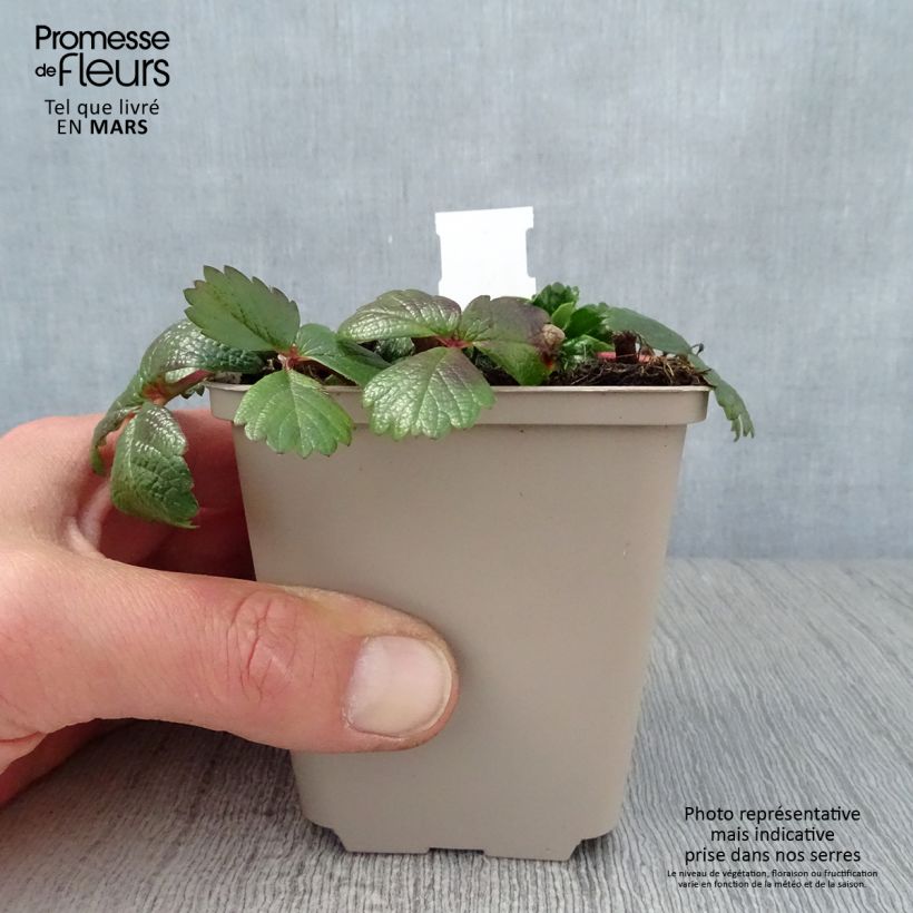 Spécimen de Fragaria chiloensis - Fraise du Chili Godet de 8/9 cm tel que livré au printemps