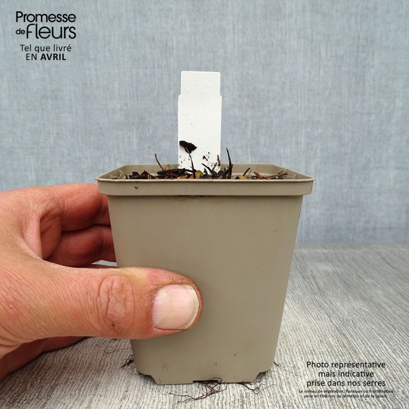 Spécimen de Fragaria vesca Alexandria - fraisier des bois Godet de 8/9 cm tel que livré au printemps