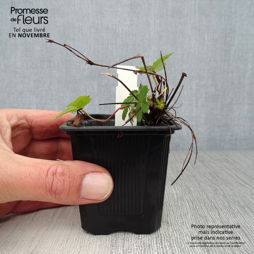 Spécimen de Fragaria vesca - fraisier des bois Godet de 8/9 cm tel que livré en automne