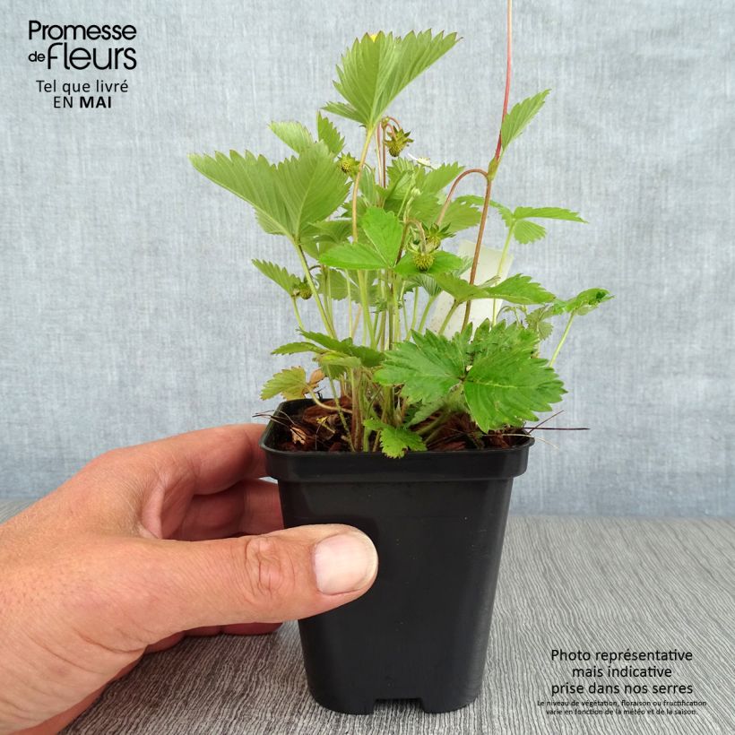 Example of Fragaria vesca - fraisier des bois Godet de 8/9 cm as you get in printemps