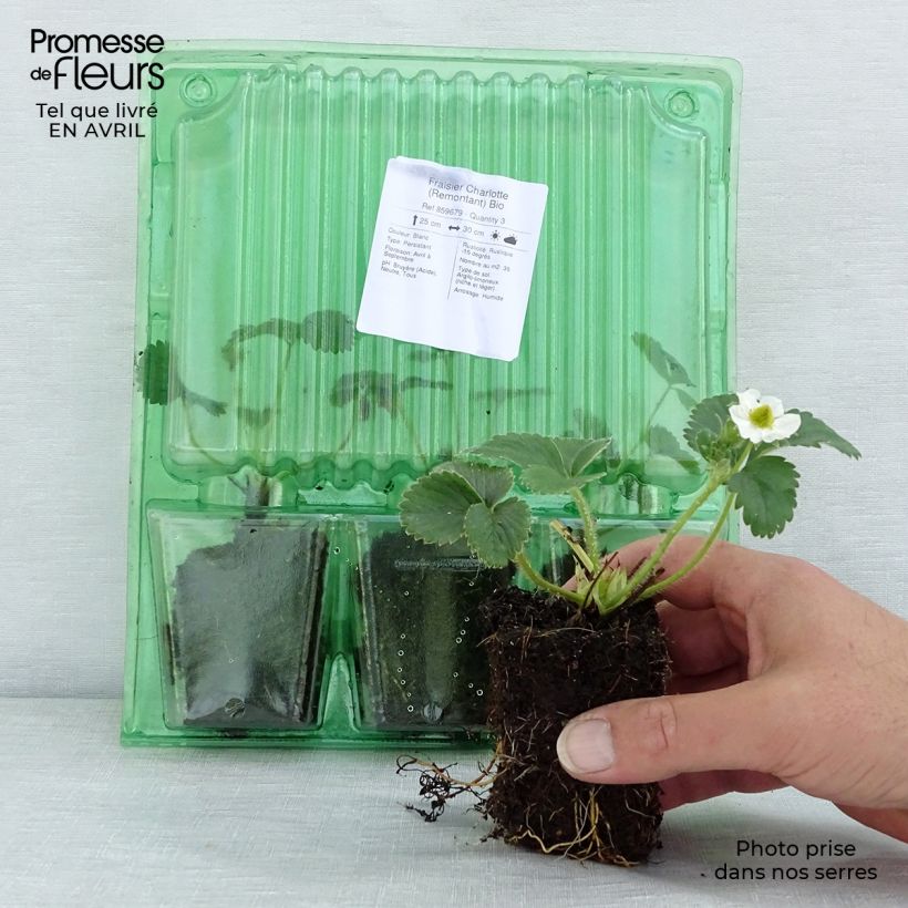 Spécimen de Fraisier Charlotte (Remontant) Bio Motte 5 cm x 7 cm tel que livré au printemps