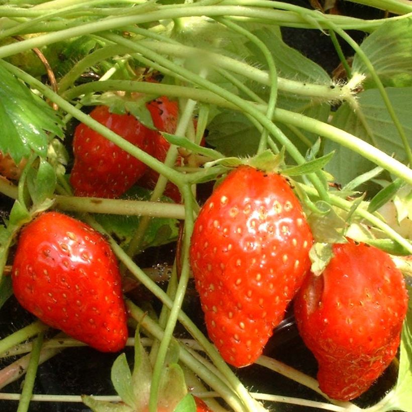 Fraisier Ciflorette (non remontant) Bio (Récolte)