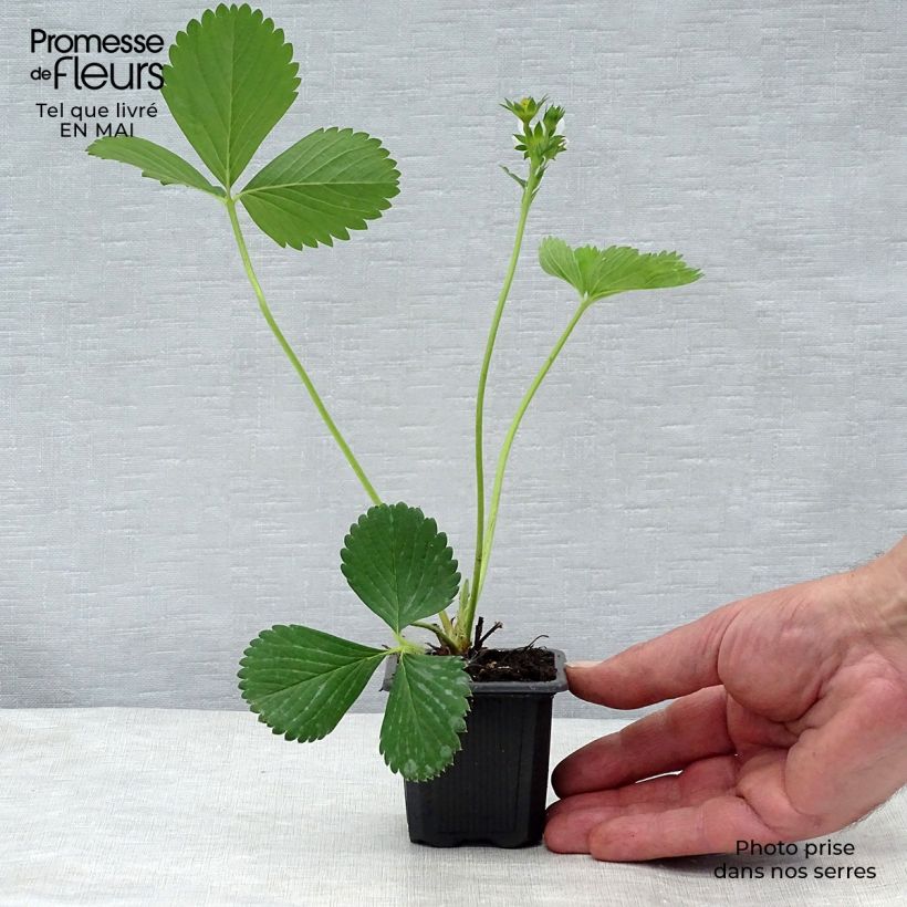 Spécimen de Fraisier Ciflorette (non remontant) Godet de 7/8 cm tel que livré au printemps