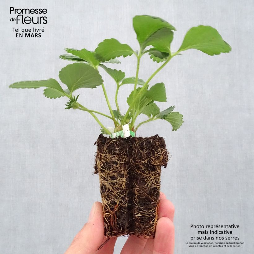 Spécimen de Fraisier Cijosée (remontant) Bio Motte 5 cm x 7 cm tel que livré au printemps