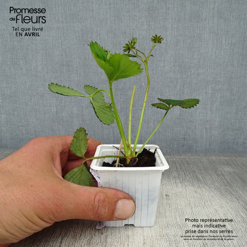 Spécimen de Fraisier Cirano Godet de 7/8 cm tel que livré au printemps