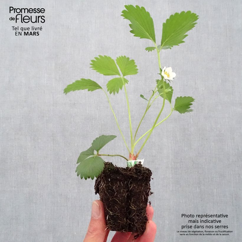 Spécimen de Fraisier Gariguette (non remontant) Bio Motte 5 cm x 7 cm tel que livré au printemps