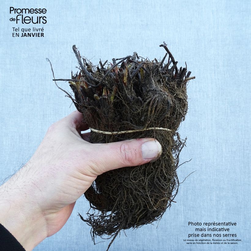 Example of Fraisier Gariguette (non remontant ) Racines nues as you get in hiver