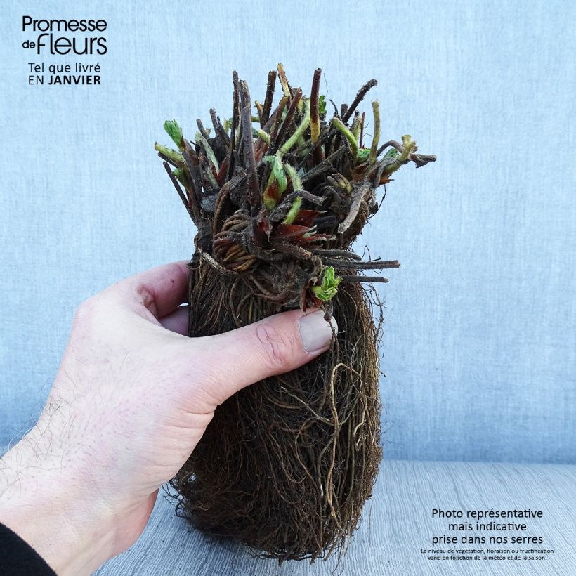 Example of Fraisier Magnum Marionnet 97 (non remontant) Racines nues as you get in hiver
