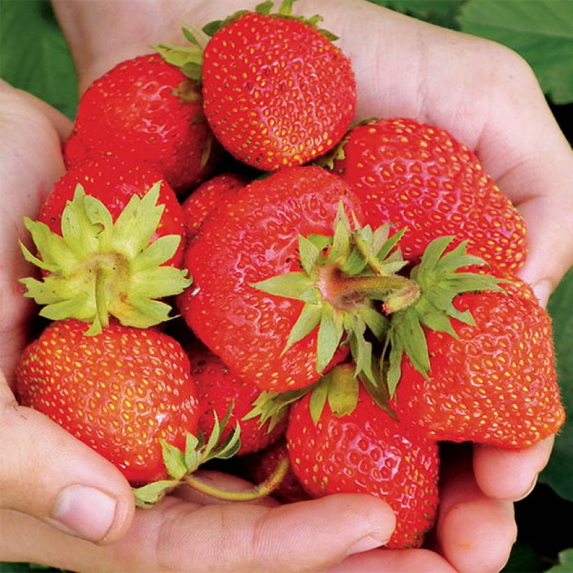 Fraisier Magnum Marionnet 97 (non remontant) (Harvest)