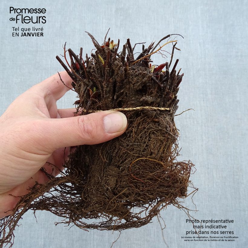 Spécimen de Fraisier Manille (non remontant) Racines nues tel que livré en hiver